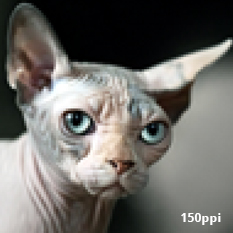 Photo of a cat, at 150 DPI